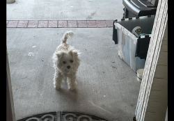 Lost Female Dog last seen Delmonte dr and Linhcon, Anaheim, CA 92804