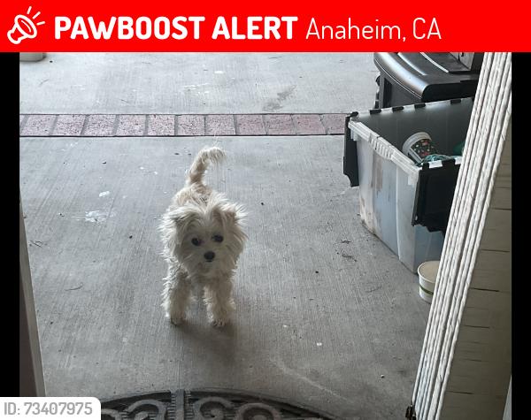 Lost Female Dog last seen Delmonte dr and Linhcon, Anaheim, CA 92804