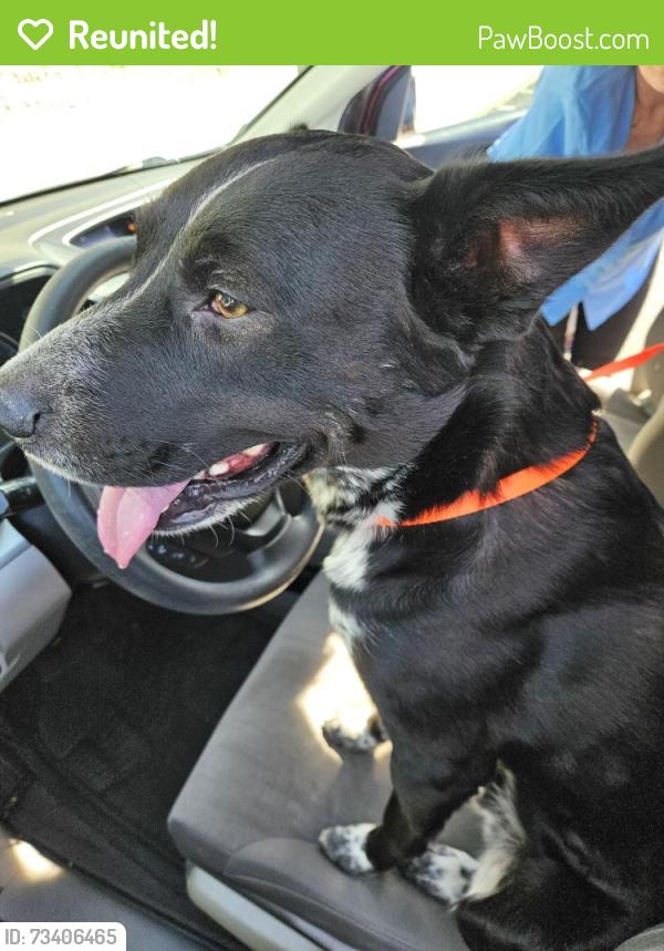 Reunited Male Dog last seen 19th Ave and Thunderbird, Phoenix, AZ 85022