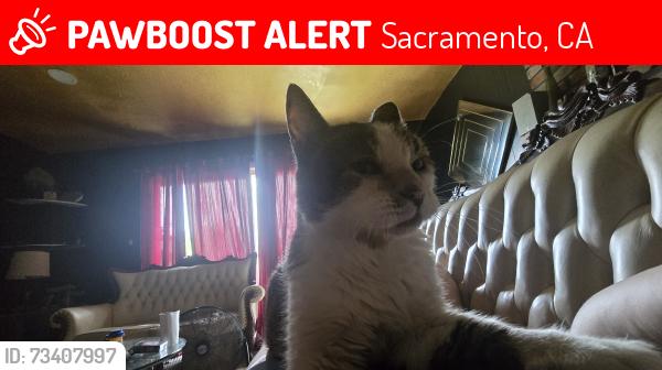 Lost Male Cat last seen Near forestwood drive, Sacramento, CA 95842