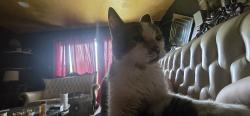 Lost Male Cat last seen Near forestwood drive, Sacramento, CA 95842