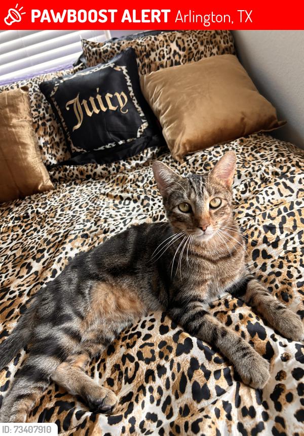 Lost Male Cat last seen apmt complex of The Providence in the park, Arlington, TX 76015
