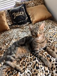 Lost Male Cat last seen apmt complex of The Providence in the park, Arlington, TX 76015