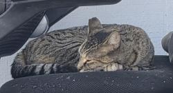 Found/Stray Unknown Cat last seen Danny and graves, El Cajon, CA 92021