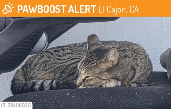 Found/Stray Unknown Cat last seen Danny and graves, El Cajon, CA 92021