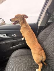 Found/Stray Female Dog last seen Near S State Ave, Indianapolis, IN 46203, Indianapolis, IN 46203