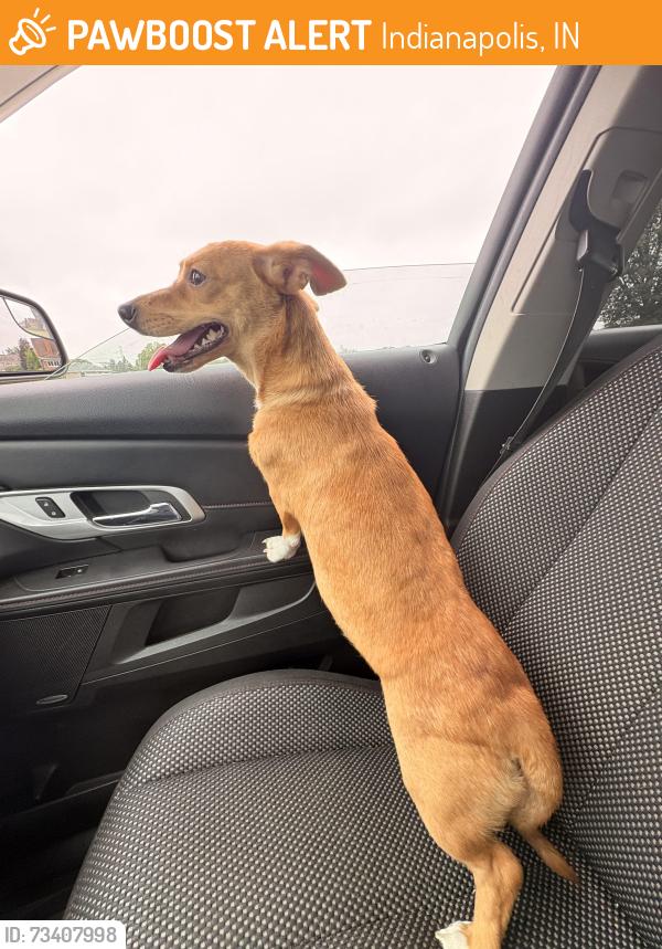 Found/Stray Female Dog last seen Near S State Ave, Indianapolis, IN 46203, Indianapolis, IN 46203