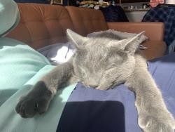 Lost Male Cat last seen Greenbriar, Chesapeake, VA 23320