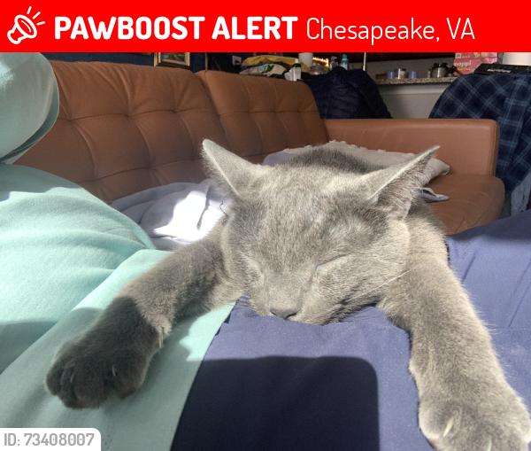 Lost Male Cat last seen Greenbriar, Chesapeake, VA 23320