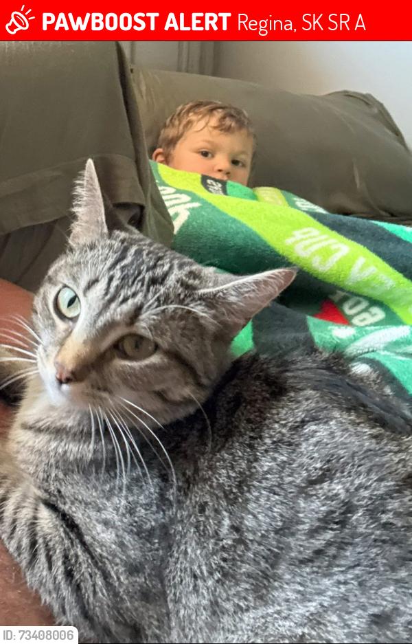 Lost Female Cat last seen Fairview rd, Regina, SK S4R 0A1