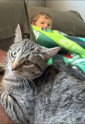 Lost Female Cat last seen Fairview rd, Regina, SK S4R 0A1