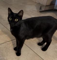 Reunited Female Cat last seen US1, Lighthouse Point, FL 33064