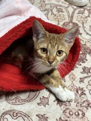 Lost Female Cat last seen 26th ave and 75th st, Kenosha, WI 53143