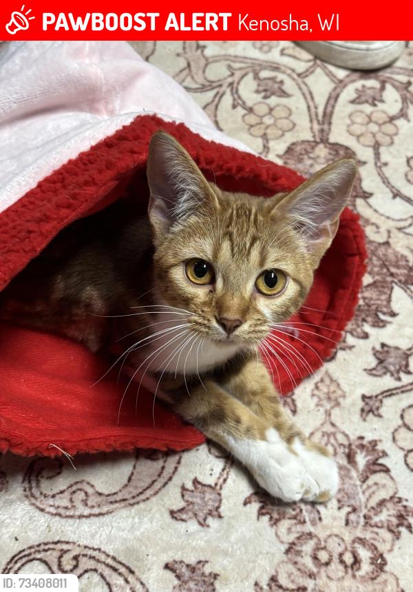Lost Female Cat last seen 26th ave and 75th st, Kenosha, WI 53143