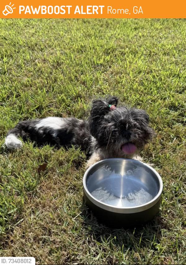 Found/Stray Unknown Dog last seen Brookhollow Rd SW, Rome, GA 30165