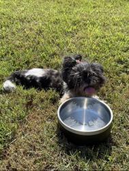 Found/Stray Unknown Dog last seen Brookhollow Rd SW, Rome, GA 30165