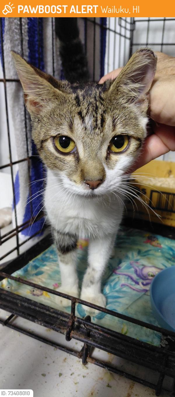 Found/Stray Female Cat last seen Iao Valley Road, Wailuku, HI 96793