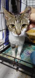 Found/Stray Female Cat last seen Iao Valley Road, Wailuku, HI 96793