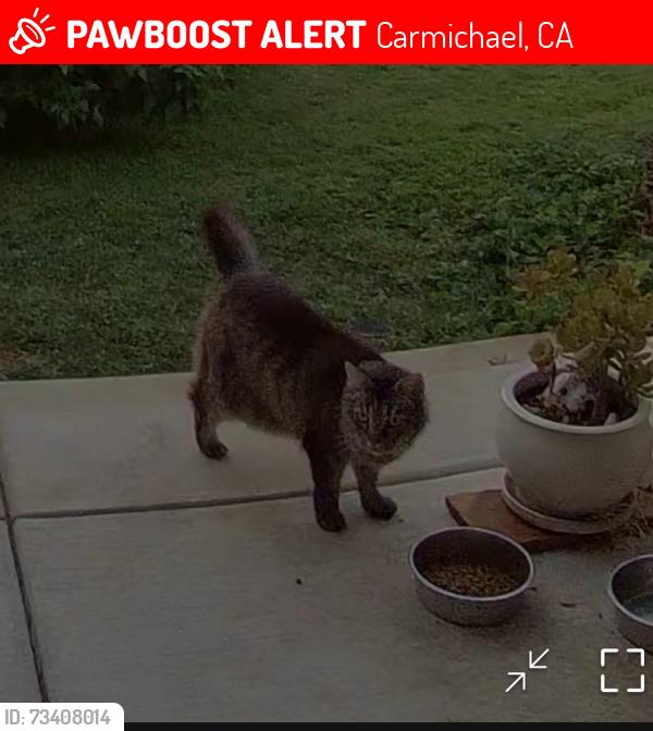 Lost Female Cat last seen Arden Way, Carmichael, CA 95608