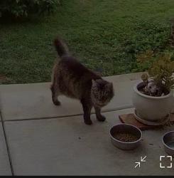 Lost Female Cat last seen Arden Way, Carmichael, CA 95608