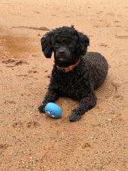 Lost Male Dog last seen Wilson Grove Baptist, Mint Hill, NC 28227