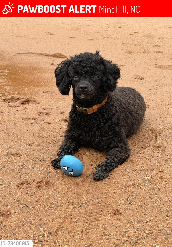 Lost Male Dog last seen Wilson Grove Baptist, Mint Hill, NC 28227