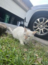 Lost Male Dog last seen Near Avalon spring ln, Spring, TX 77386