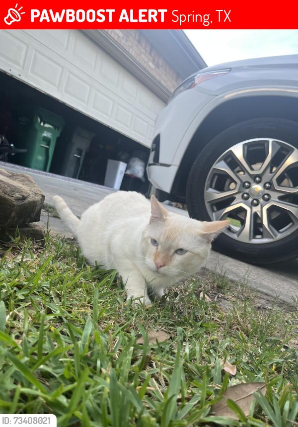 Lost Male Dog last seen Near Avalon spring ln, Spring, TX 77386