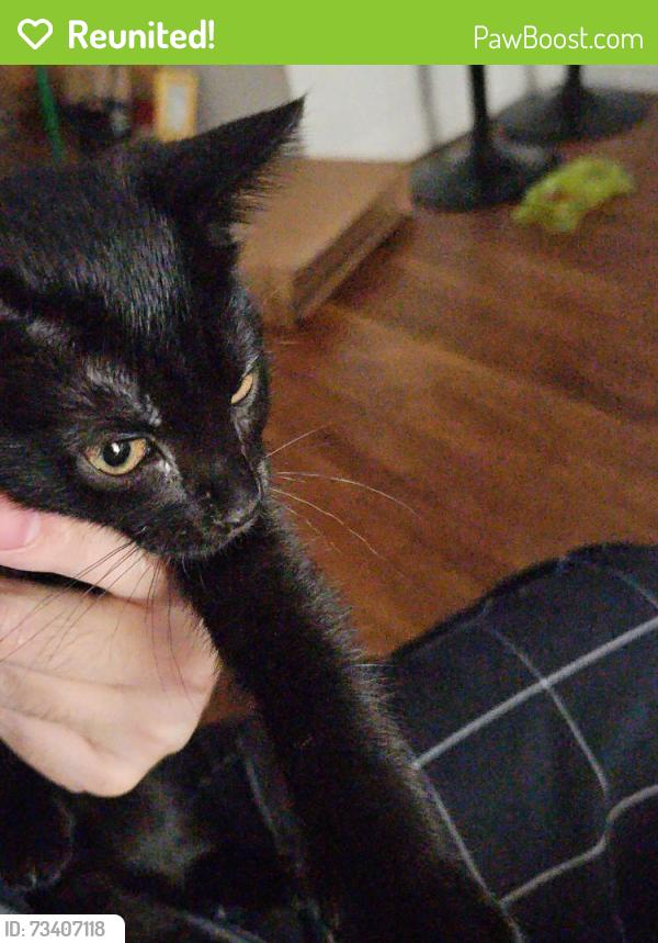 Reunited Female Cat last seen Lake view 1&2 apmts, Lake Elsinore, CA 92530