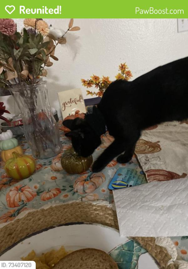 Reunited Female Cat last seen Flannery and Riverside Drive, Lake Elsinore, CA 92530