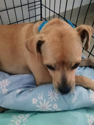 Shelter Stray Female Dog last seen BURLINGTON AC, 221 Stone Quarry Rd, Burlington, NC 27217, USA