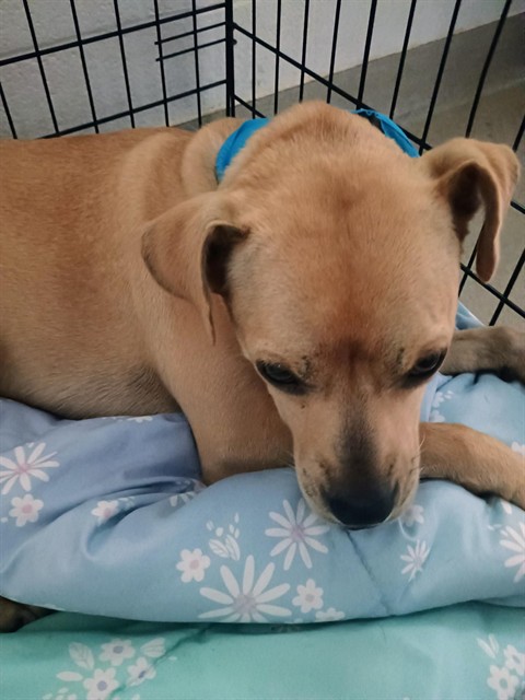 Shelter Stray Female Dog last seen BURLINGTON AC, 221 Stone Quarry Rd, Burlington, NC 27217, USA