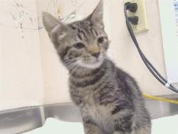 Shelter Stray Male Cat last seen RINETTI WAY/EVCAR WAY, 95673, 3839 Bradshaw Rd, Sacramento, CA 95827, USA
