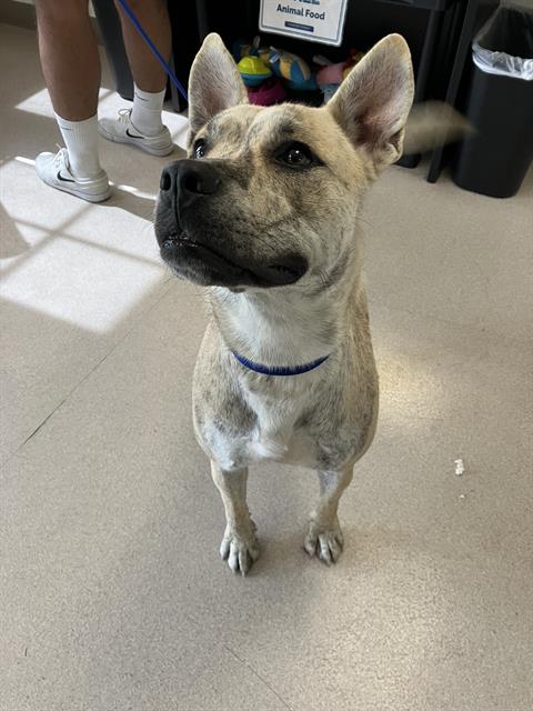 Shelter Stray Female Dog last seen Near BLOCK BLCK E CARSON ST, LONG BEACH, CA 90808, 7700 E Spring St, Long Beach, CA 90815, USA
