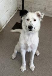 Shelter Stray Female Dog last seen ANNAPOLIS CIR X RICHMOND CT, 333 Chandler Pl, San Bernardino, CA 92408, USA
