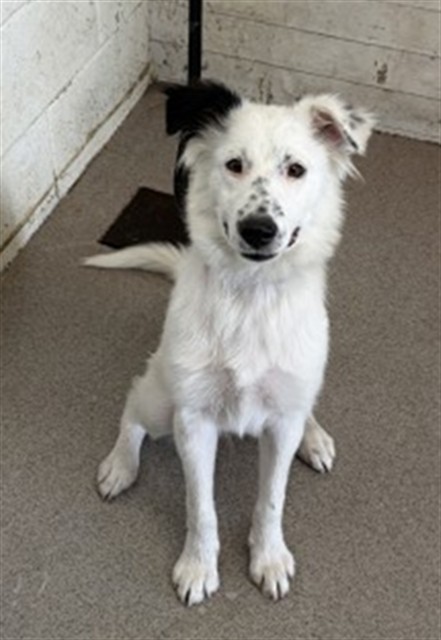 Shelter Stray Female Dog last seen ANNAPOLIS CIR X RICHMOND CT, 333 Chandler Pl, San Bernardino, CA 92408, USA