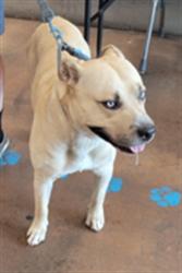 Shelter Stray Male Dog last seen , 14409 Vanowen St, Van Nuys, CA 91405, USA