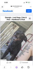 Reunited Male Dog last seen Near gas station, LaFayette, GA 30728