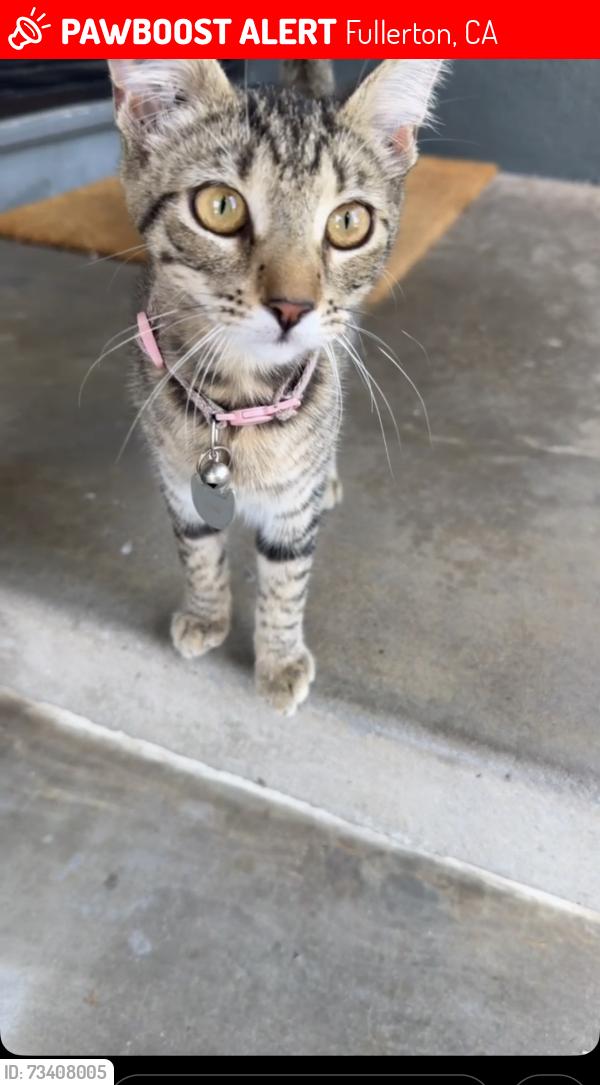 Lost Female Cat last seen Near sudene and Raymond, Fullerton, CA 92831