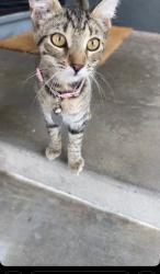 Lost Female Cat last seen Near sudene and Raymond, Fullerton, CA 92831