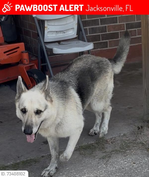 Lost Female Dog last seen Bassett rd, Jacksonville, FL 32208