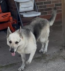 Lost Female Dog last seen Bassett rd, Jacksonville, FL 32208