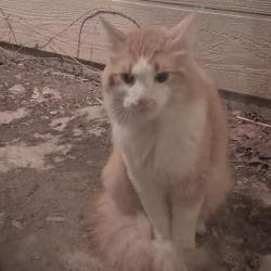 Found/Stray Unknown Cat last seen Dayton/Idaho, Aurora, CO 80247