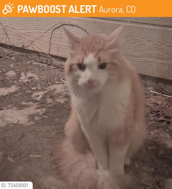 Found/Stray Unknown Cat last seen Dayton/Idaho, Aurora, CO 80247