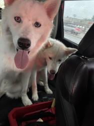 Reunited Unknown Dog last seen North Ave & Harlem - crossed North Ave into Buona parking lot, Chicago, IL 60302