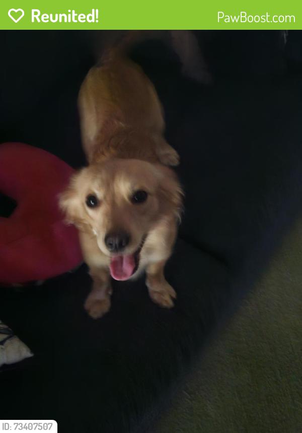 Reunited Male Dog last seen Alma school rd and 2nd street, Mesa, AZ 85201