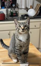 Lost Male Cat last seen St Joseph football field, Santa Maria, CA 93455