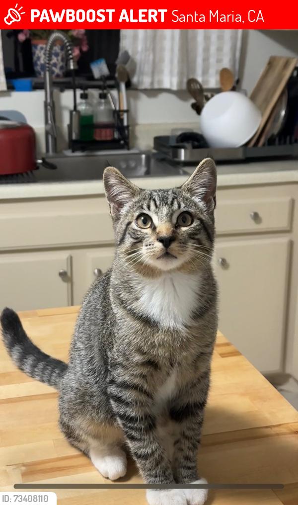 Lost Male Cat last seen St Joseph football field, Santa Maria, CA 93455