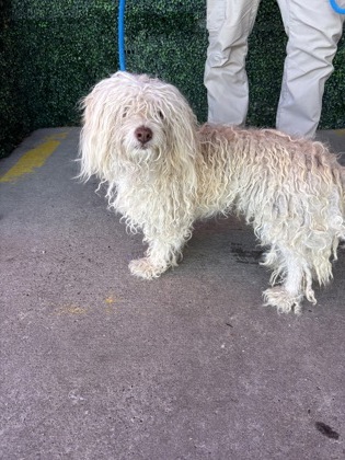 Shelter Stray Male Dog last seen Near Hercules Avenue, CITY of El Paso, TX, 5001 Fred Wilson Ave, El Paso, TX 79906, USA
