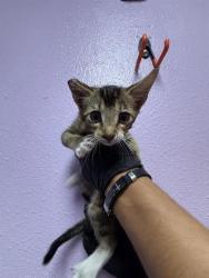 Shelter Stray Male Cat last seen Near SUNLAND PARK PARK, CITY of El Paso, TX, 5001 Fred Wilson Ave, El Paso, TX 79906, USA